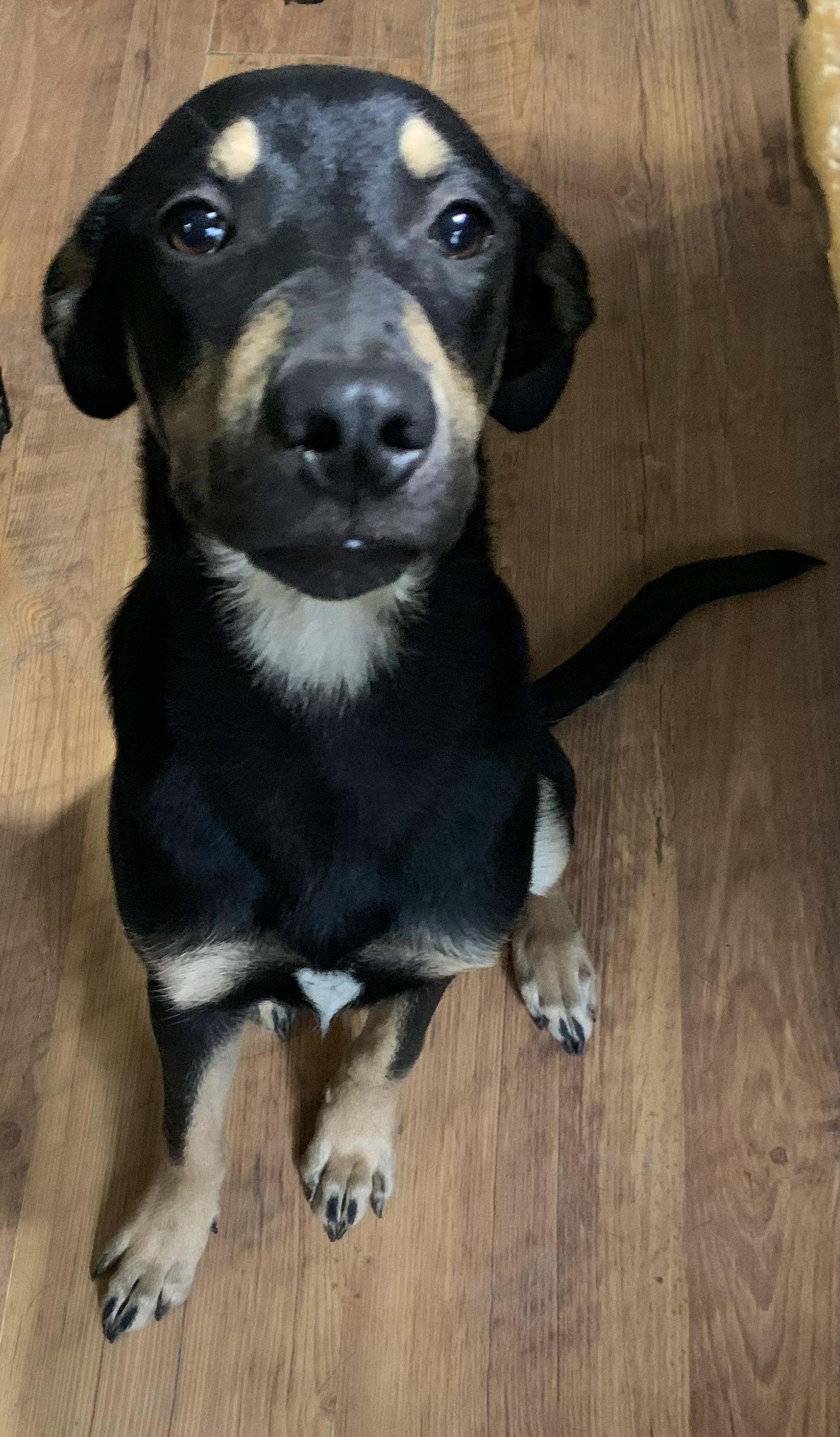 Little Bear