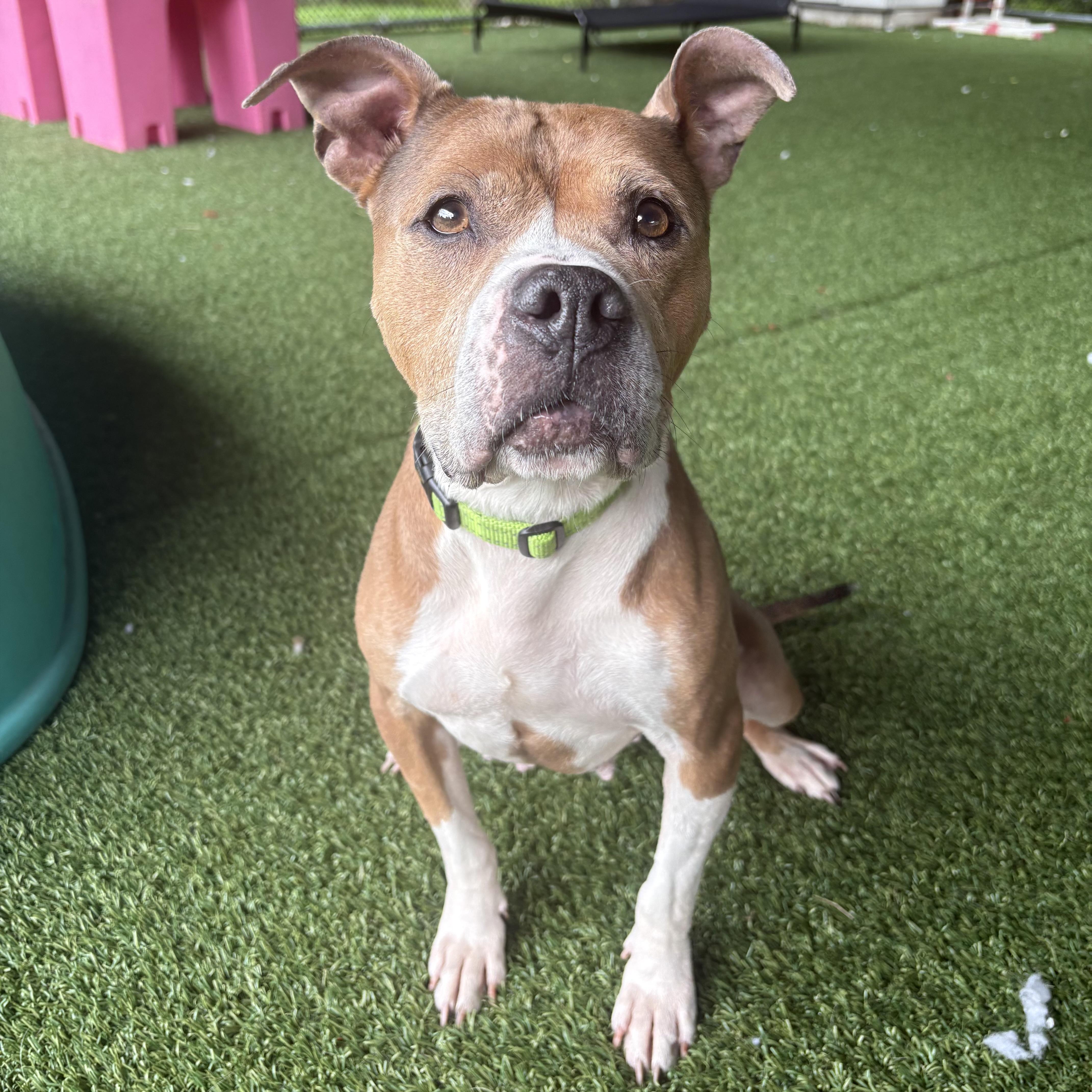 Enlarge Frenchie, a ADOPTABLE mixed breed in Eatontown, NJ image 2/5