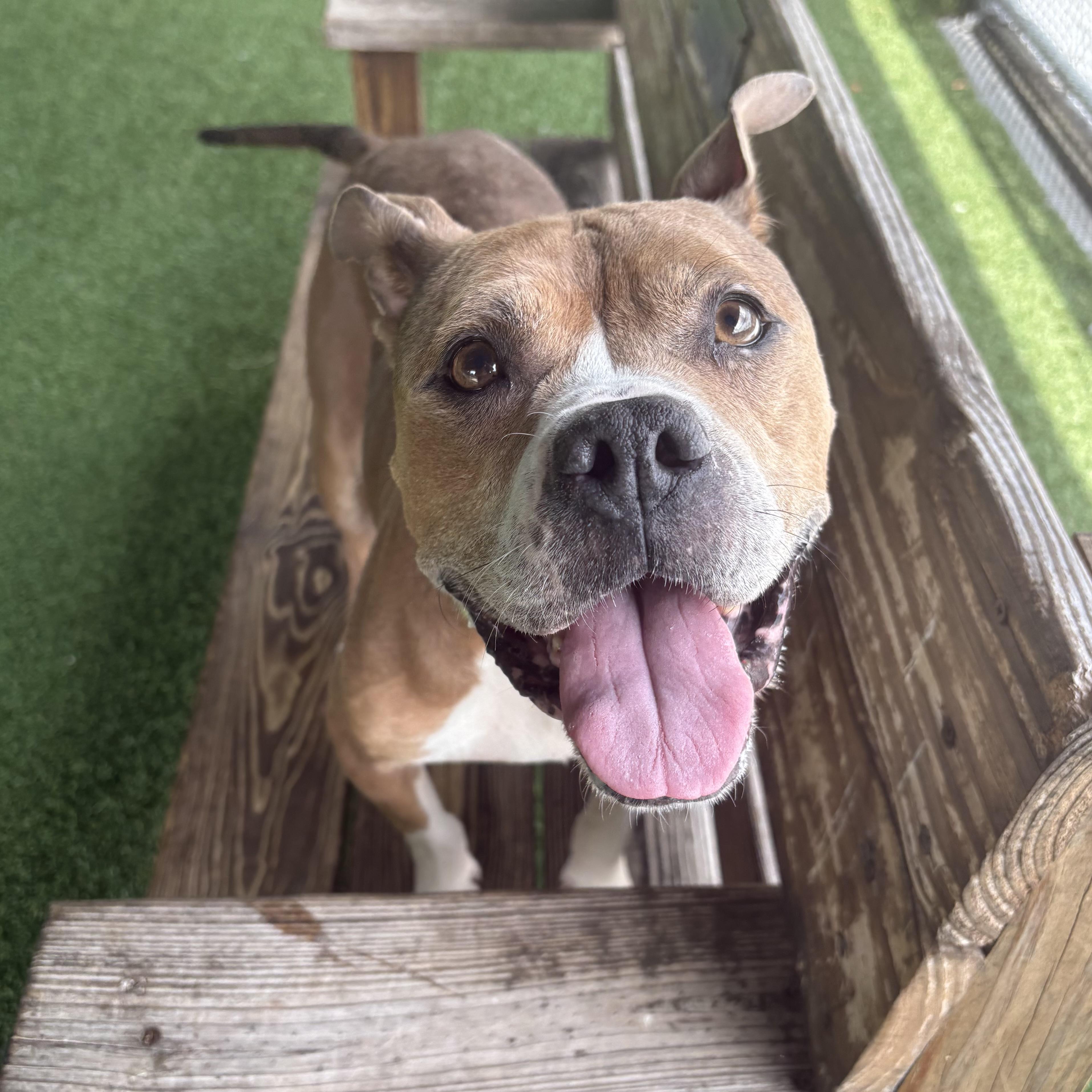 Frenchie, ADOPTABLE, Adult Female Pit Bull Terrier.