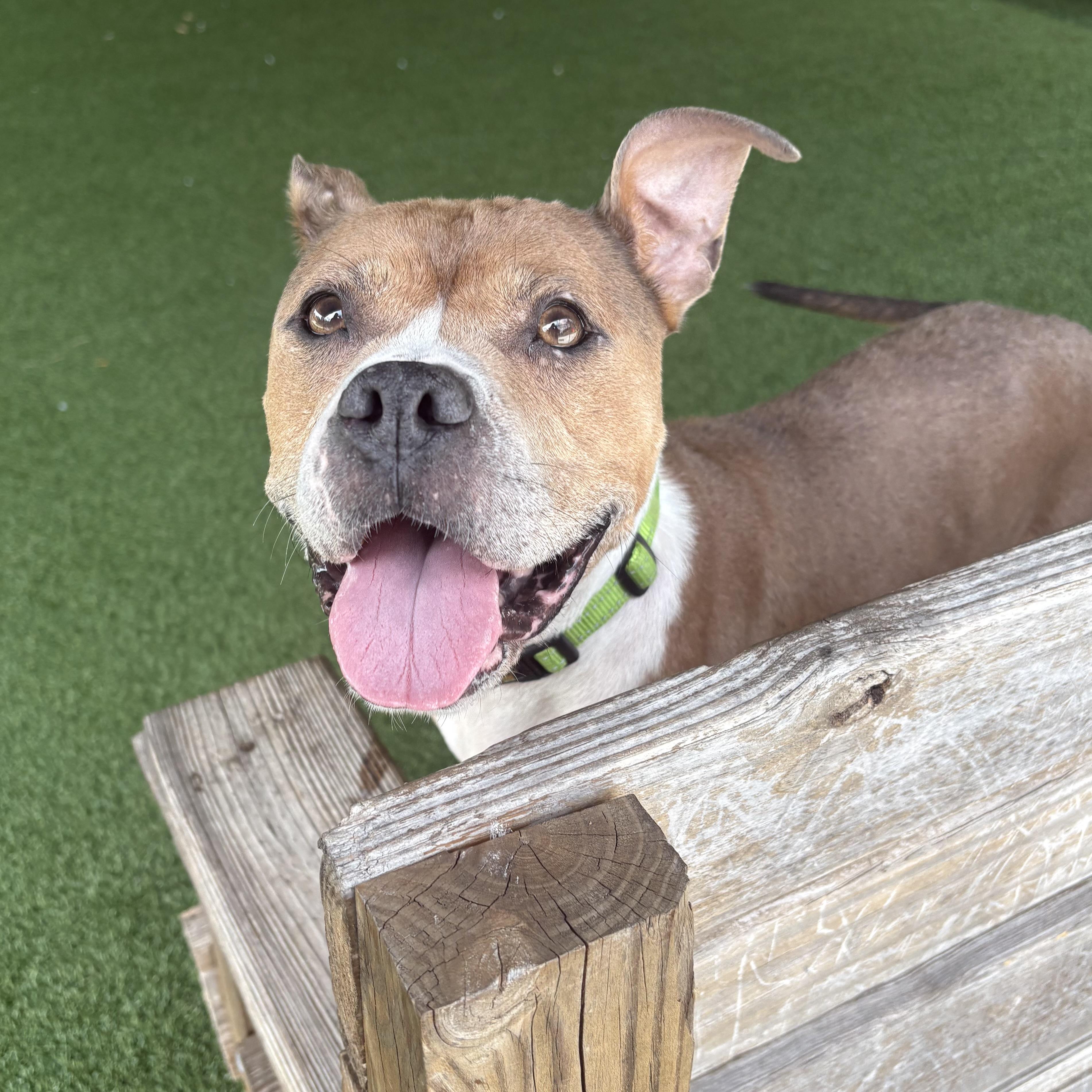 Enlarge Frenchie, a ADOPTABLE mixed breed in Eatontown, NJ image 5/5