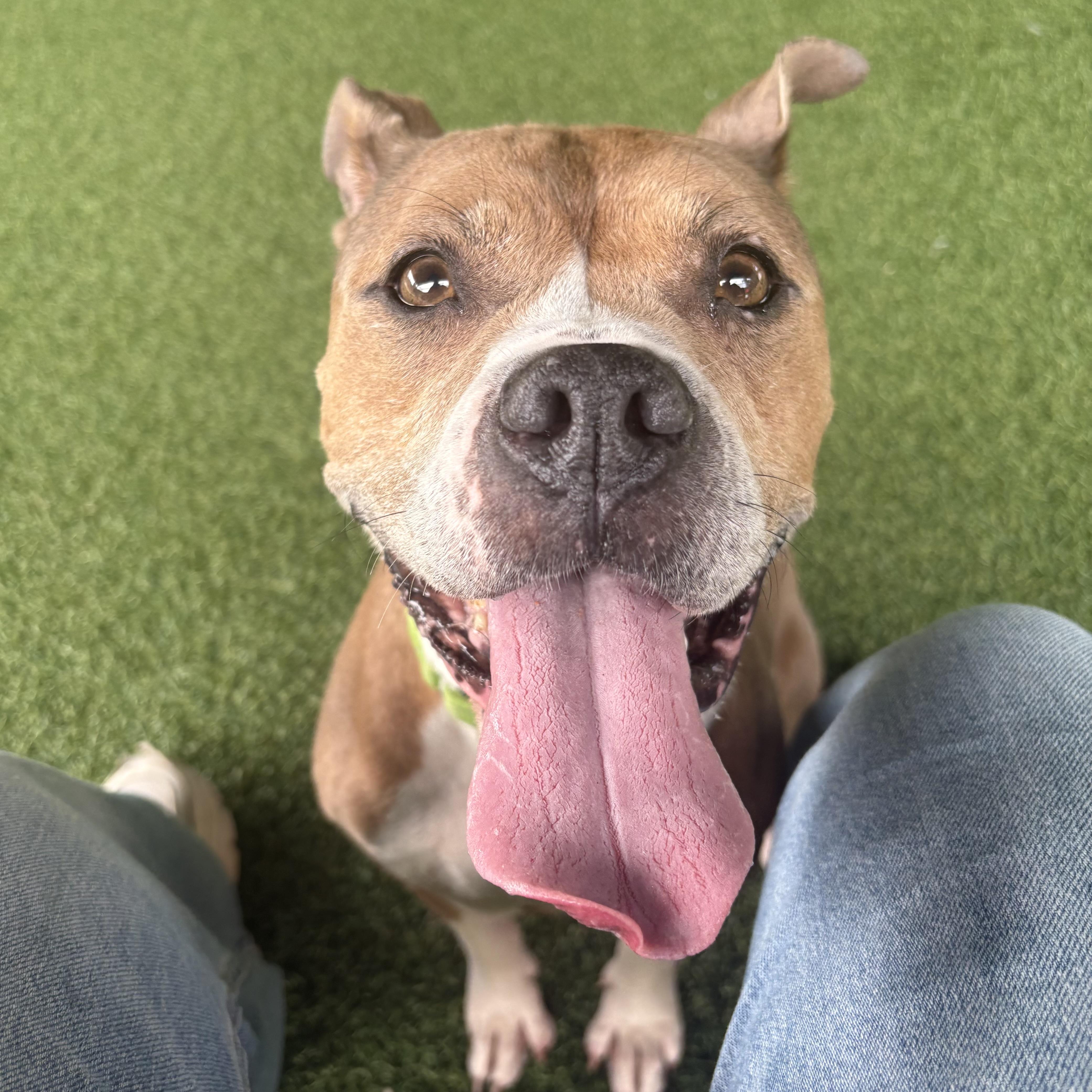 Enlarge Frenchie, a ADOPTABLE mixed breed in Eatontown, NJ image 3/5