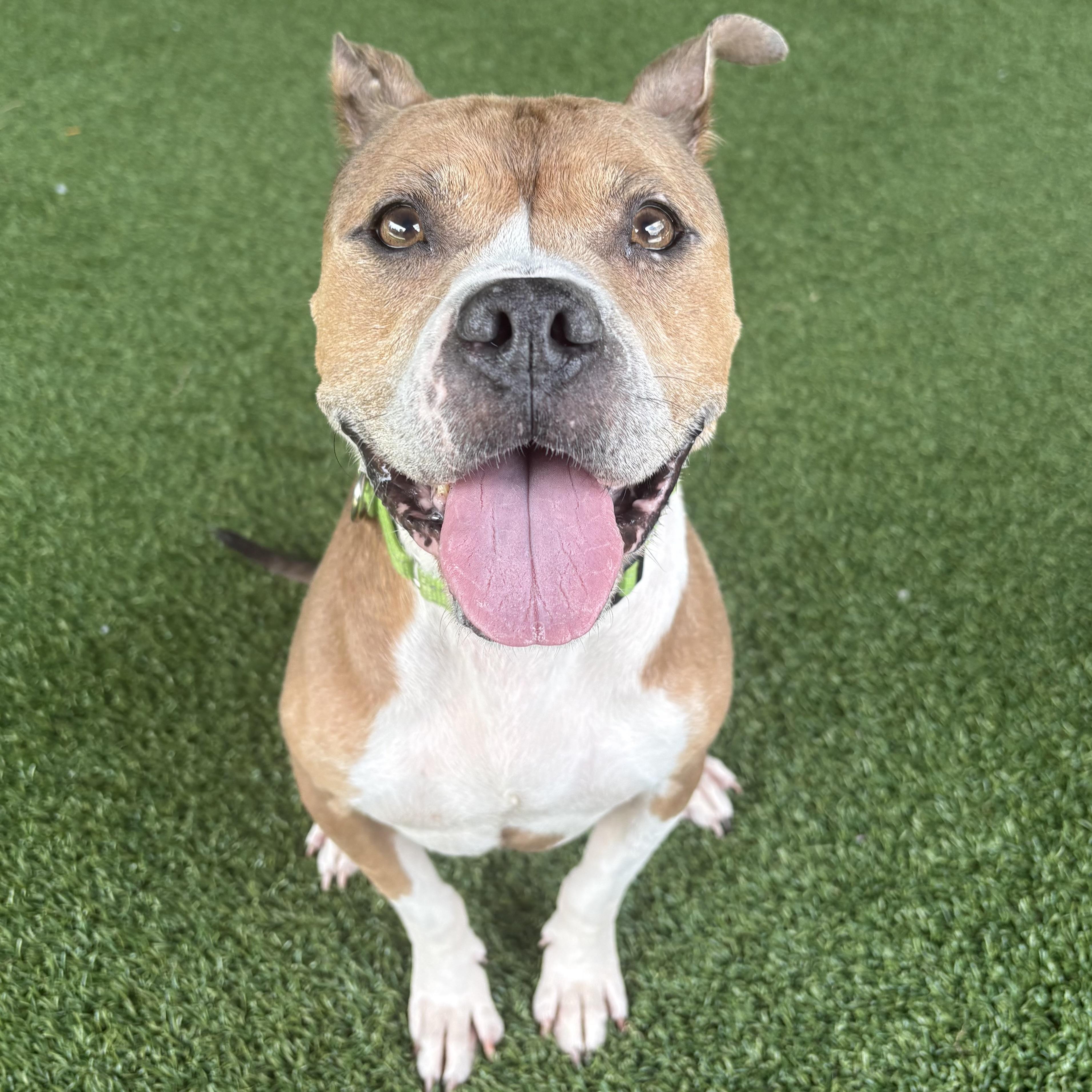 Enlarge Frenchie, a ADOPTABLE mixed breed in Eatontown, NJ image 4/5
