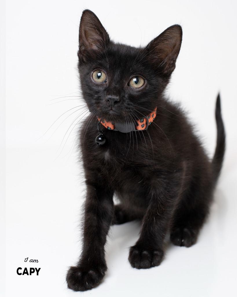 Capy, Adoptable, Kitten Male Domestic Short Hair.