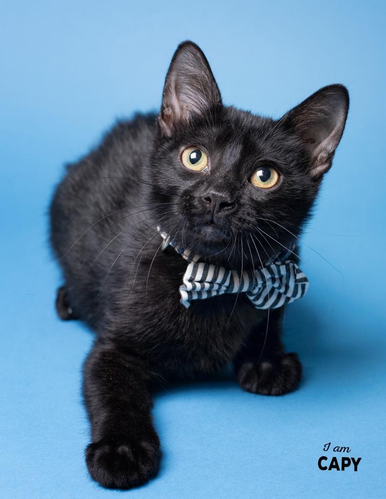 Enlarge Capy, a Adoptable mixed breed in Boone, IA image 2/2
