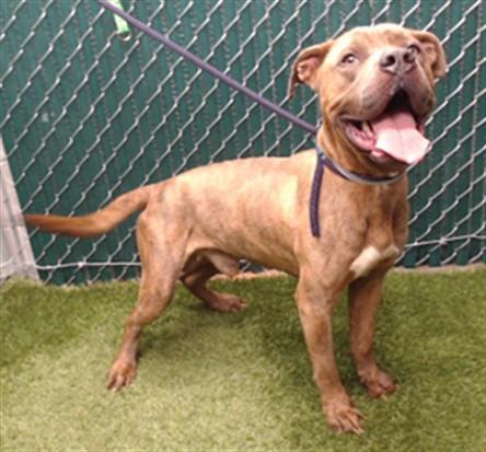 KENNETH, Adoptable, Adult Male Pit Bull Terrier & Mixed Breed.