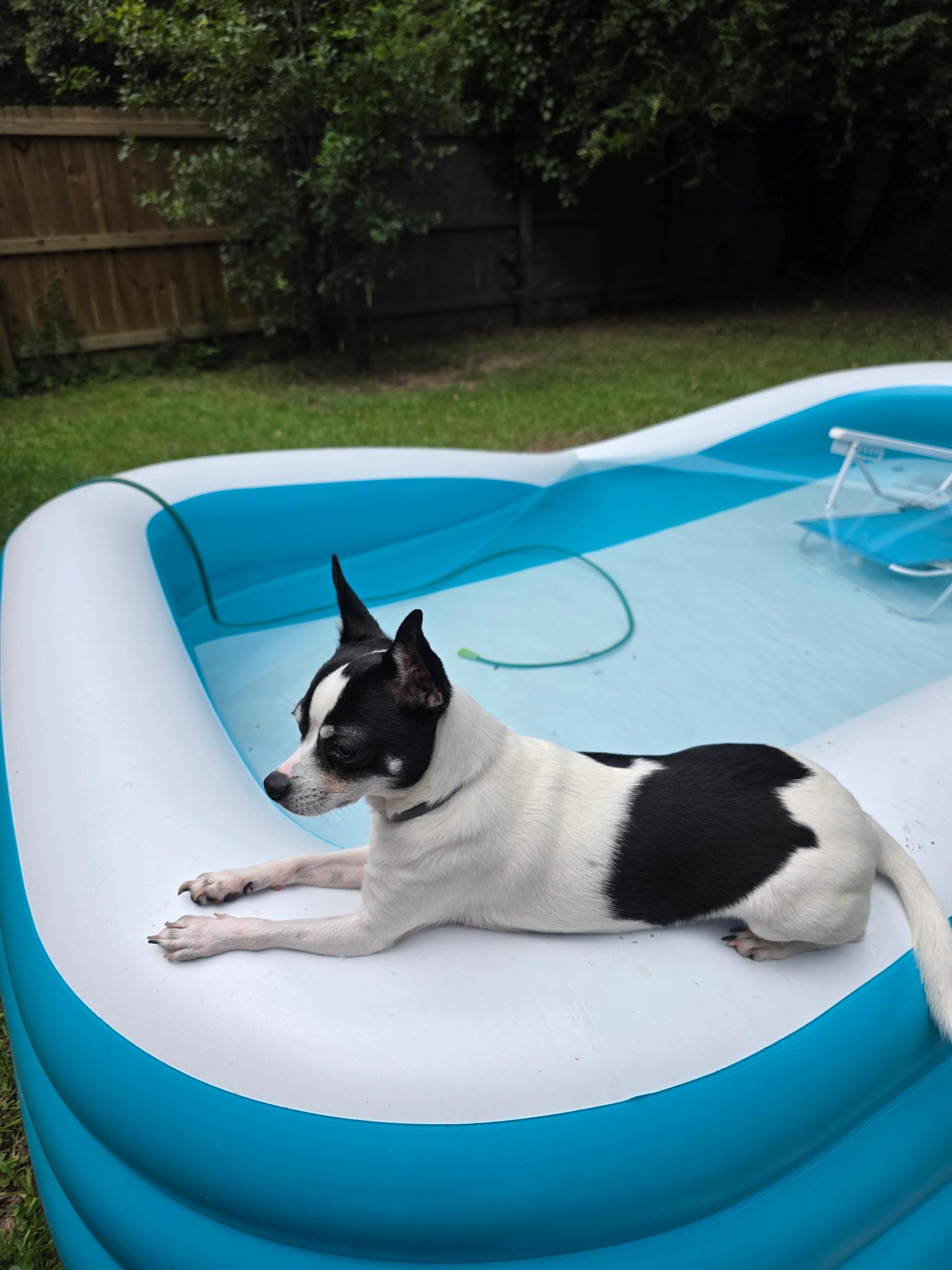 Enlarge WILBUR and BRONY......sweet, playful, very loving, a Adoptable mixed breed in Cantonment, FL image 4/5
