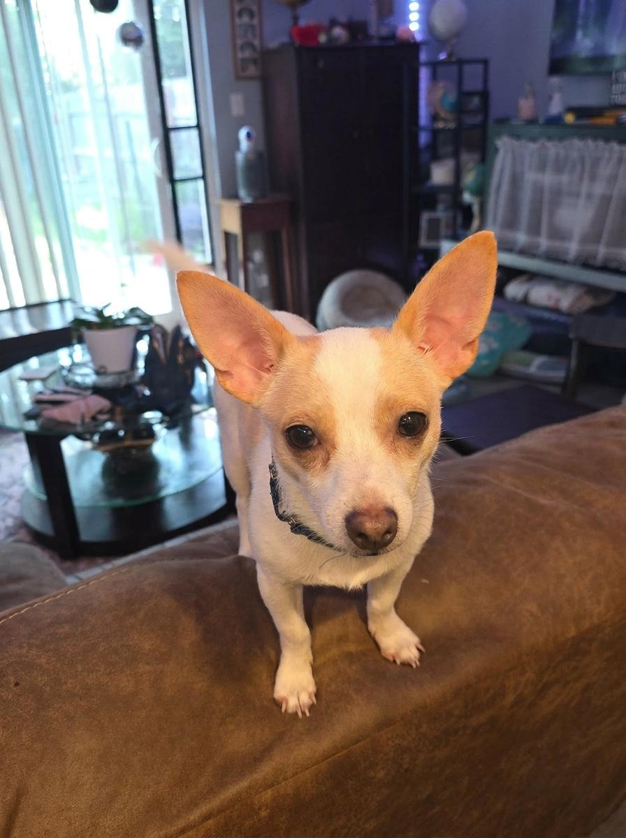 Enlarge WILBUR....loves playing and chasing lizards, a Adoptable mixed breed in Cantonment, FL image 2/5