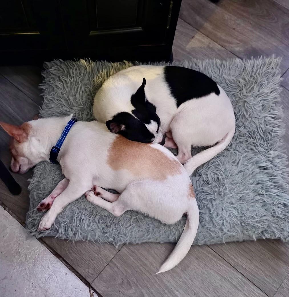 Enlarge WILBUR....loves playing and chasing lizards, a Adoptable mixed breed in Cantonment, FL image 4/5