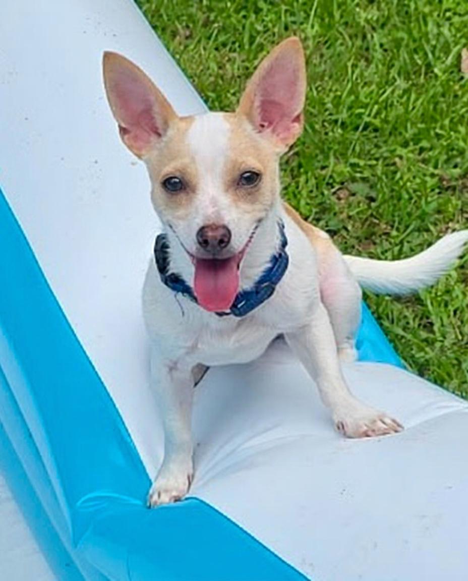 Enlarge WILBUR....loves playing and chasing lizards, a Adoptable mixed breed in Cantonment, FL image 1/5
