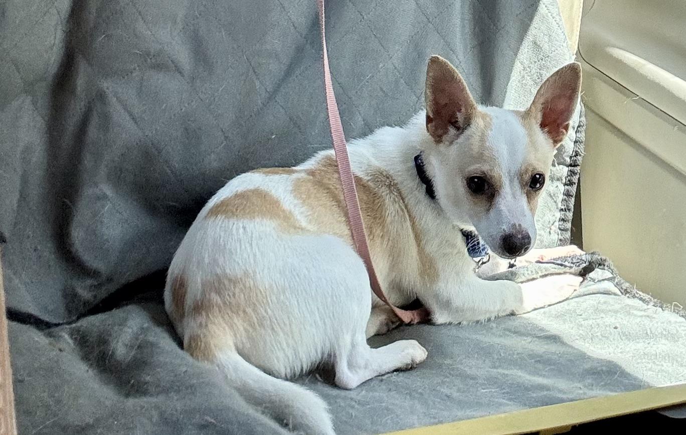 Enlarge WILBUR....loves playing and chasing lizards, a Adoptable mixed breed in Cantonment, FL image 3/5