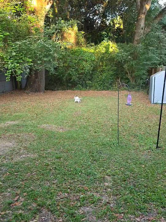 Enlarge WILBUR and BRONY......sweet, playful, very loving, a Adoptable mixed breed in Cantonment, FL video 5/5