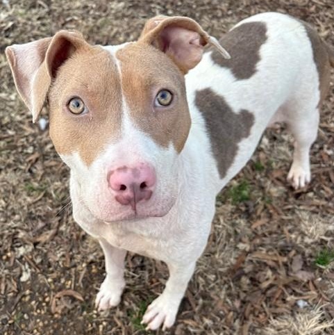 Biscuit — thumbnail 2