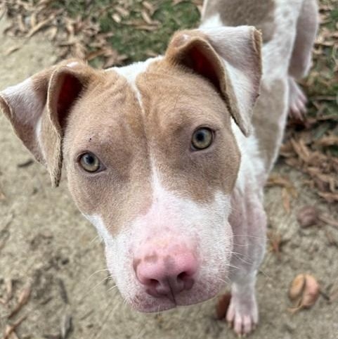 Biscuit — thumbnail 3