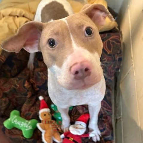 Biscuit — thumbnail 4