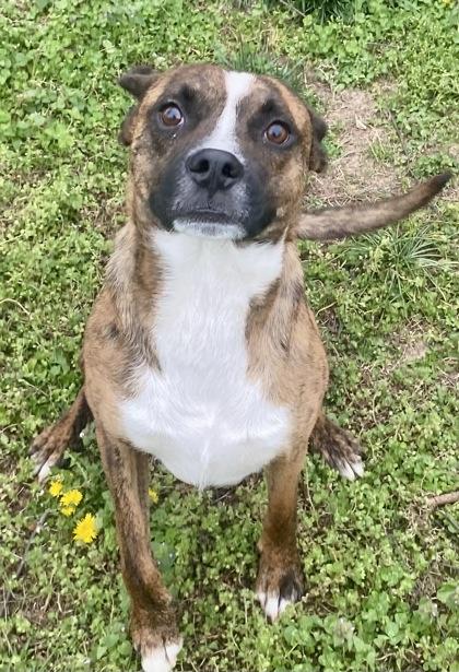 Axis, ADOPTABLE, Adult Male Boxer.