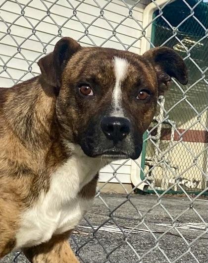 Enlarge Axis, a ADOPTABLE Boxer in Glasgow, KY image 3/3