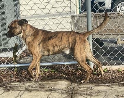Axis, a ADOPTABLE Boxer in Glasgow, KY image 4/4