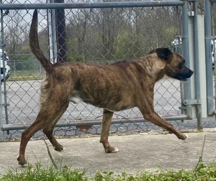 Enlarge Axis, a ADOPTABLE Boxer in Glasgow, KY image 2/3