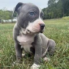 Enlarge Hercules, a Adopted mixed breed in Detroit, MI image 2/3