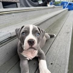 Hercules, Adopted, Puppy Male American Bulldog & Mixed Breed.