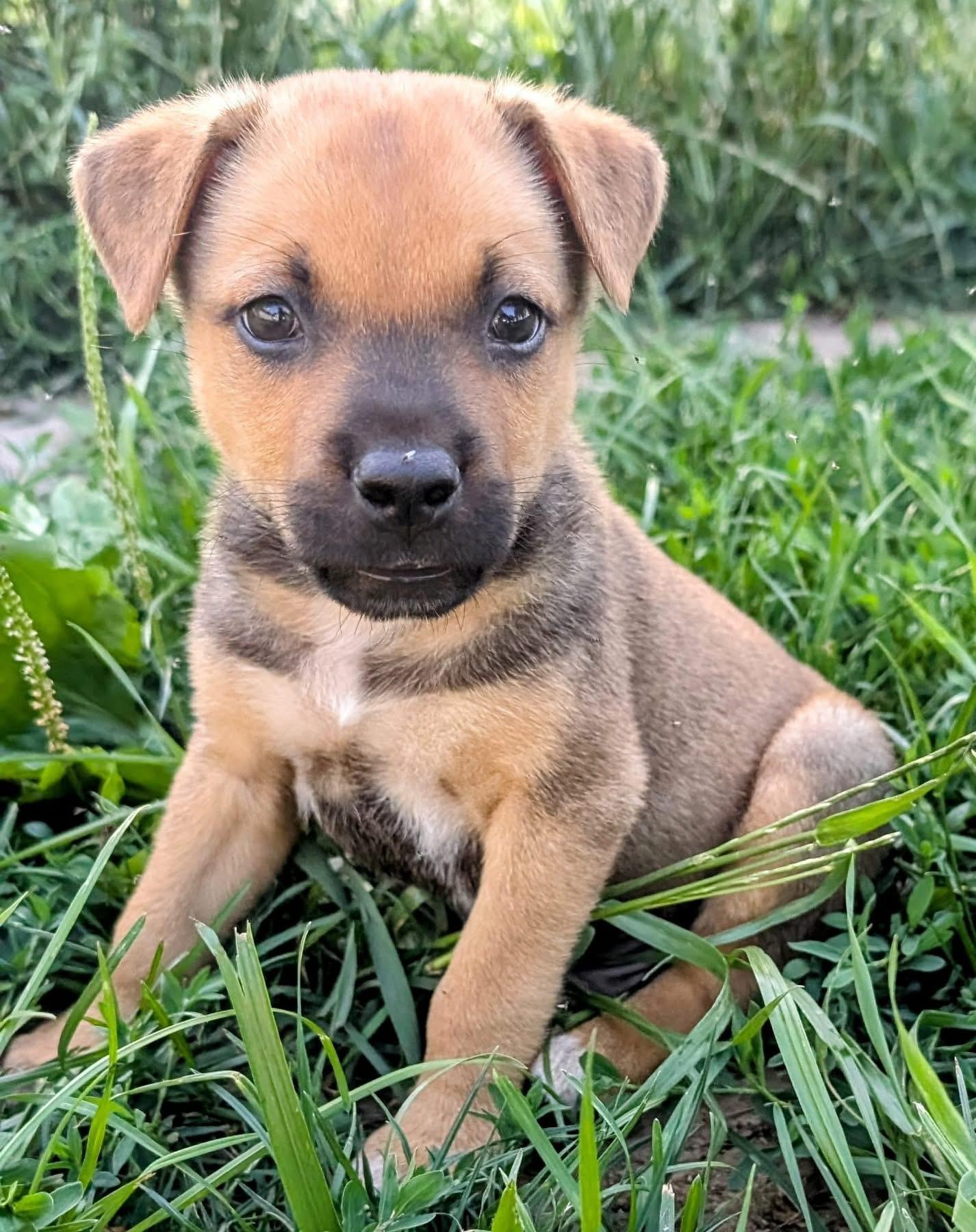 Squid, Baby Male Mixed Breed