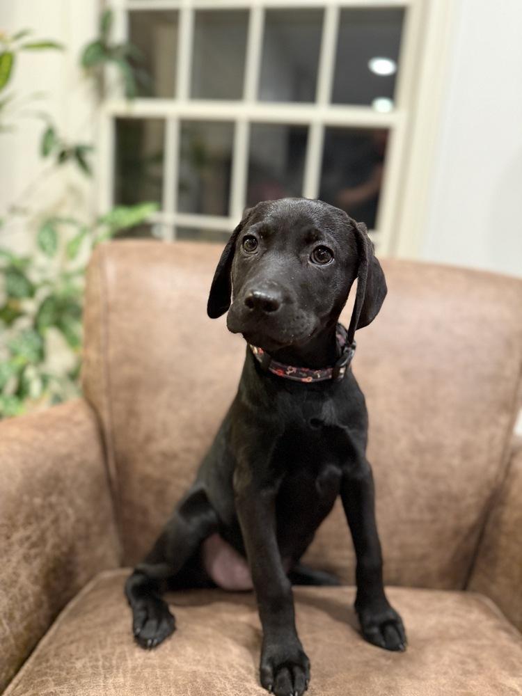 Cascadia (National Park), Adoptable, Puppy Female Labrador Retriever.