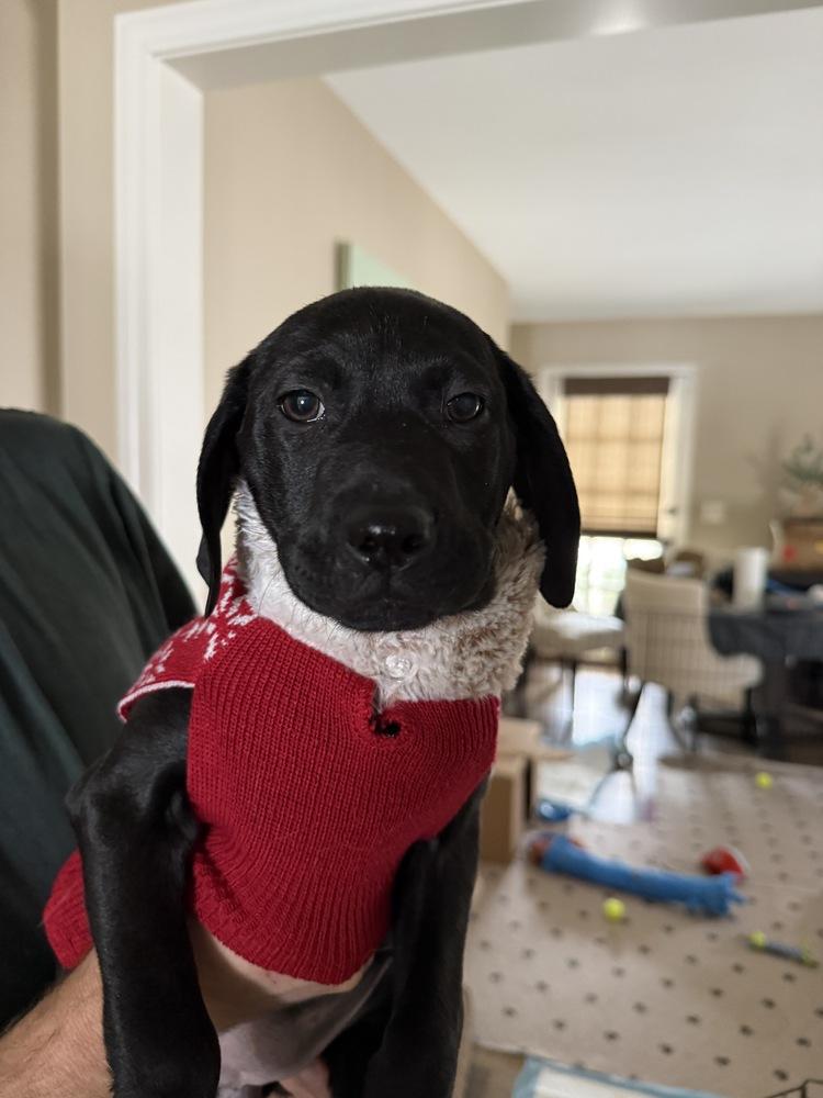 Cascadia (National Park), a Adoptable mixed breed in New Albany, OH image 3/4