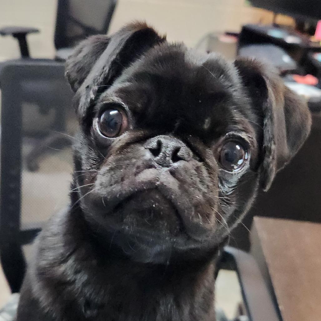 Enlarge Willow, a Adoptable mixed breed in Washougal, WA image 2/2