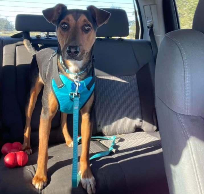 Bert, a Adoptable mixed breed in Inez, TX image 2/4