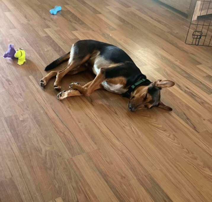 Bert, a Adoptable mixed breed in Inez, TX image 3/4