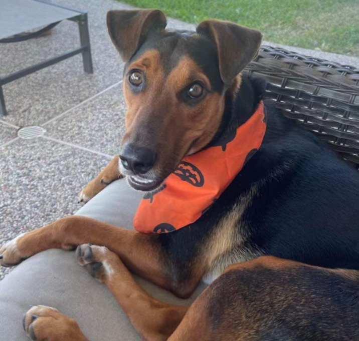 Bert, a Adoptable mixed breed in Inez, TX image 4/4