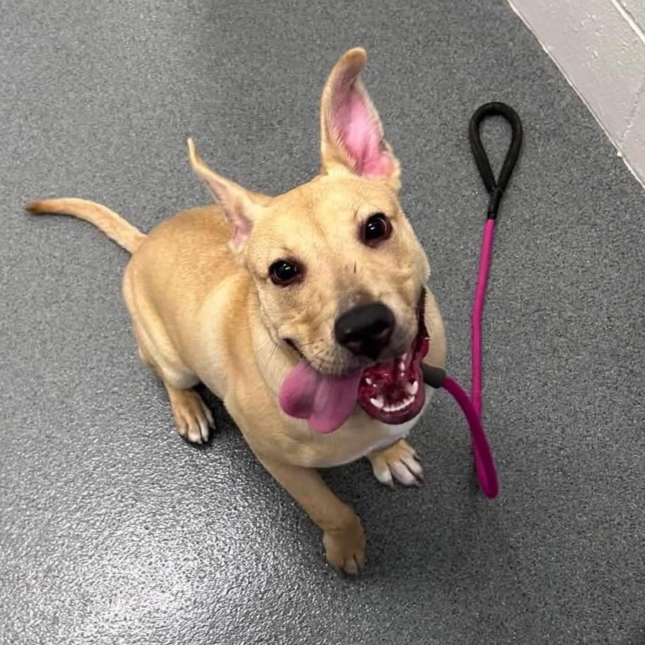 Creampuff, Adoptable, Young Female Terrier.