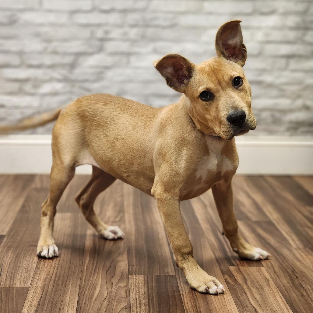 Creampuff, a Adoptable Terrier in Montgomery, AL image 1/2