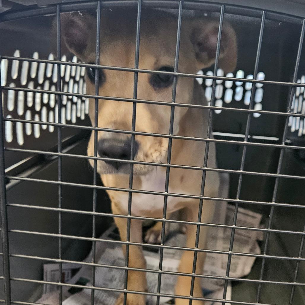 Creampuff, a Adoptable Terrier in Montgomery, AL image 2/2