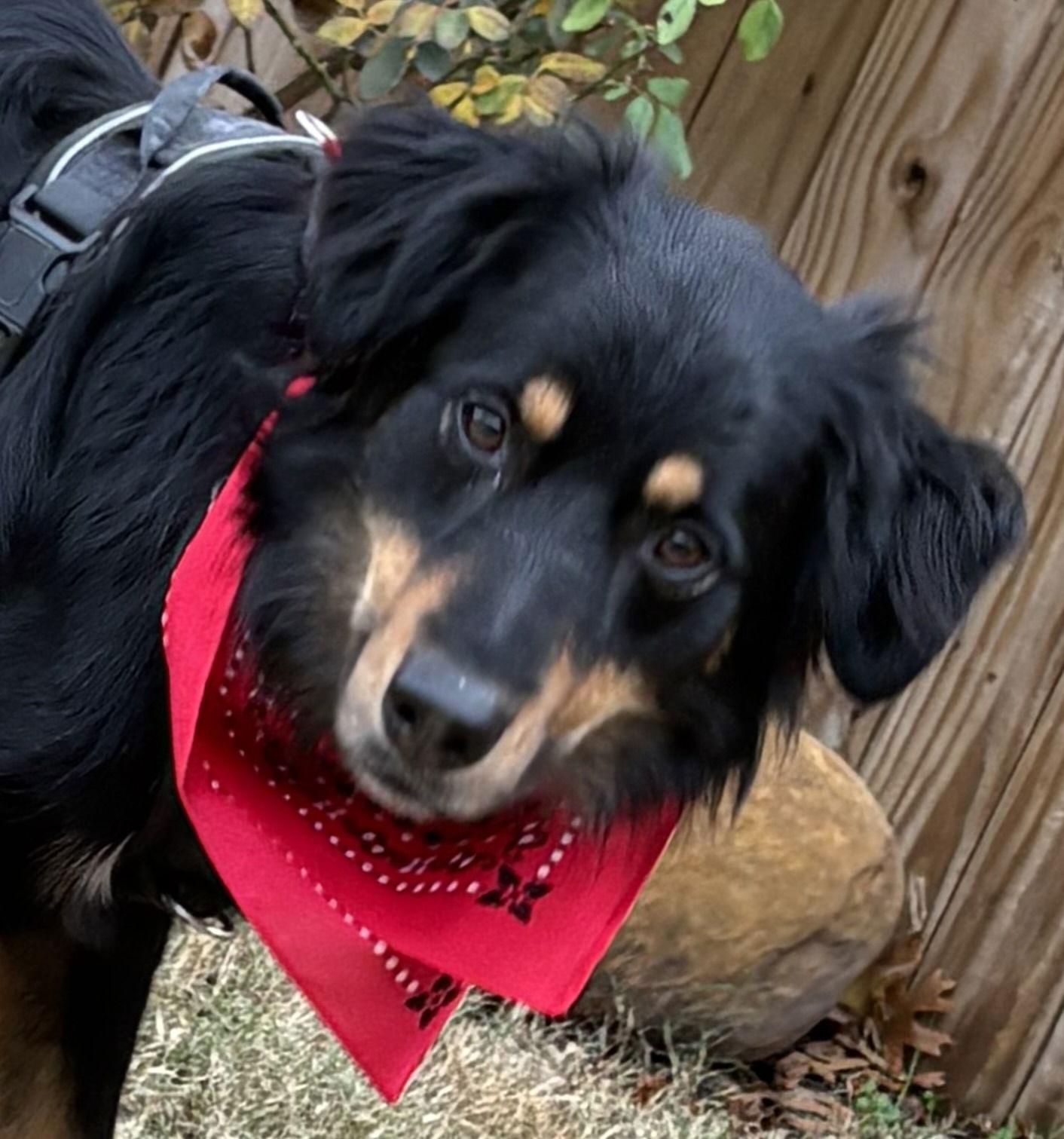 Jack Frost, Adopted, Young Male Australian Shepherd.