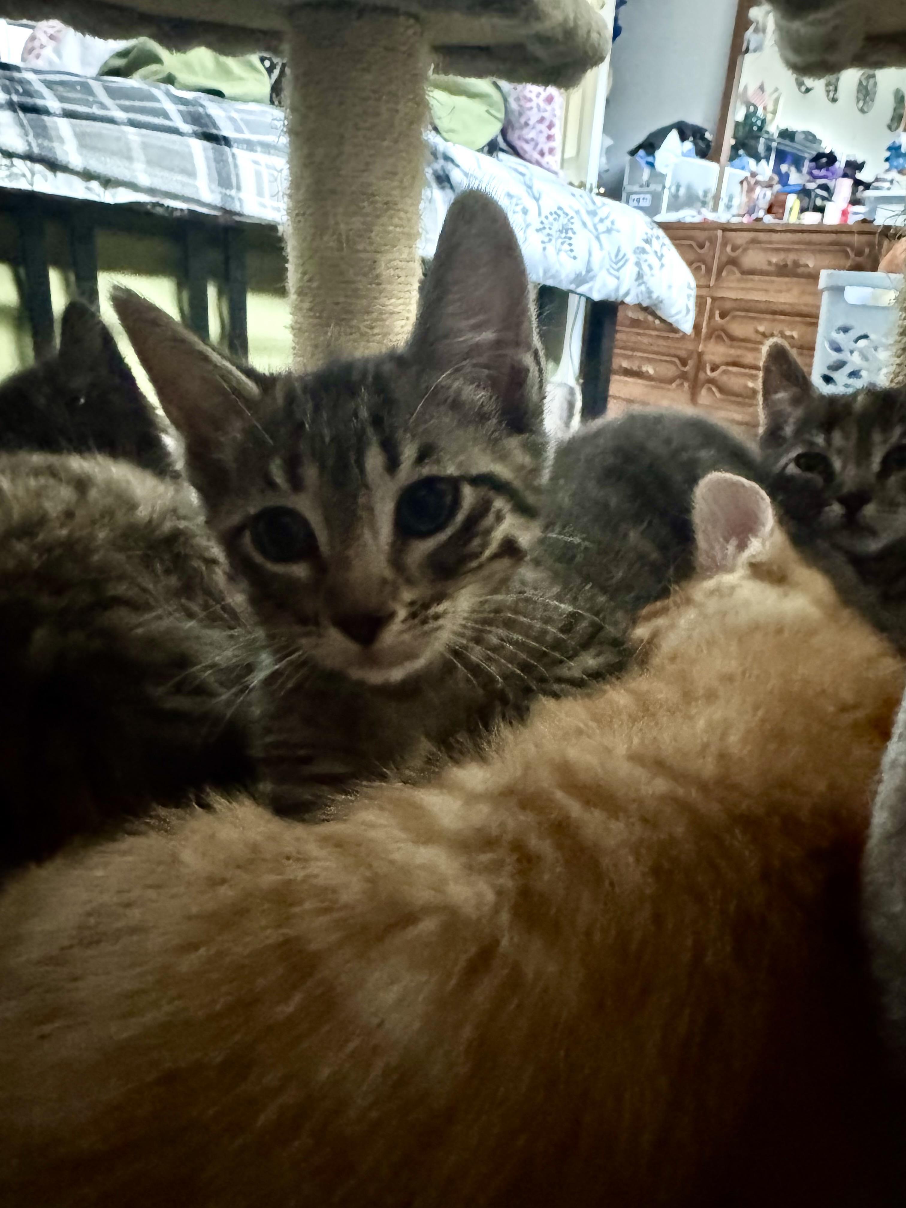 Christina, a Adoptable Domestic Medium Hair in East Amherst, NY image 5/5