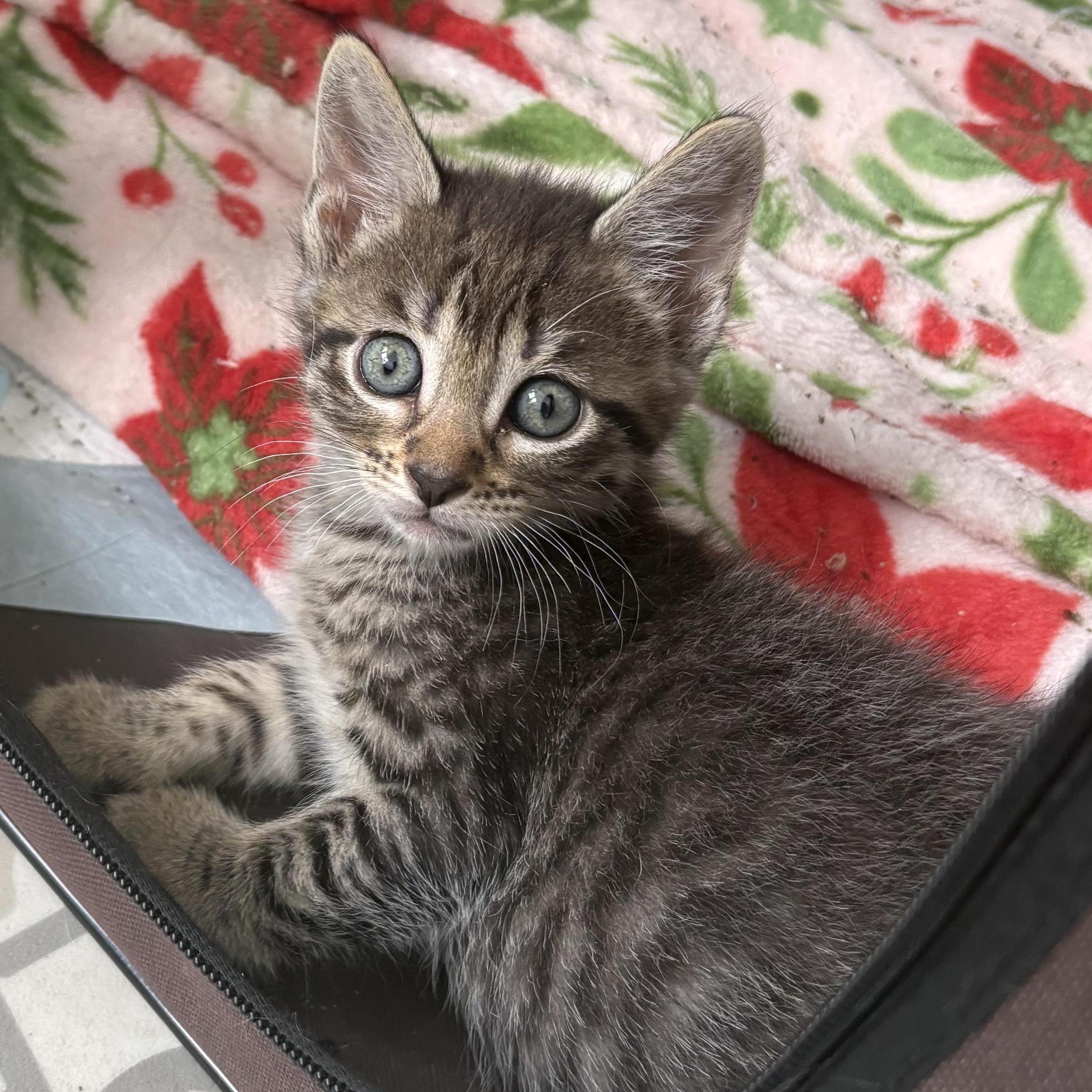 Christina, Adoptable, Kitten Female Domestic Medium Hair.