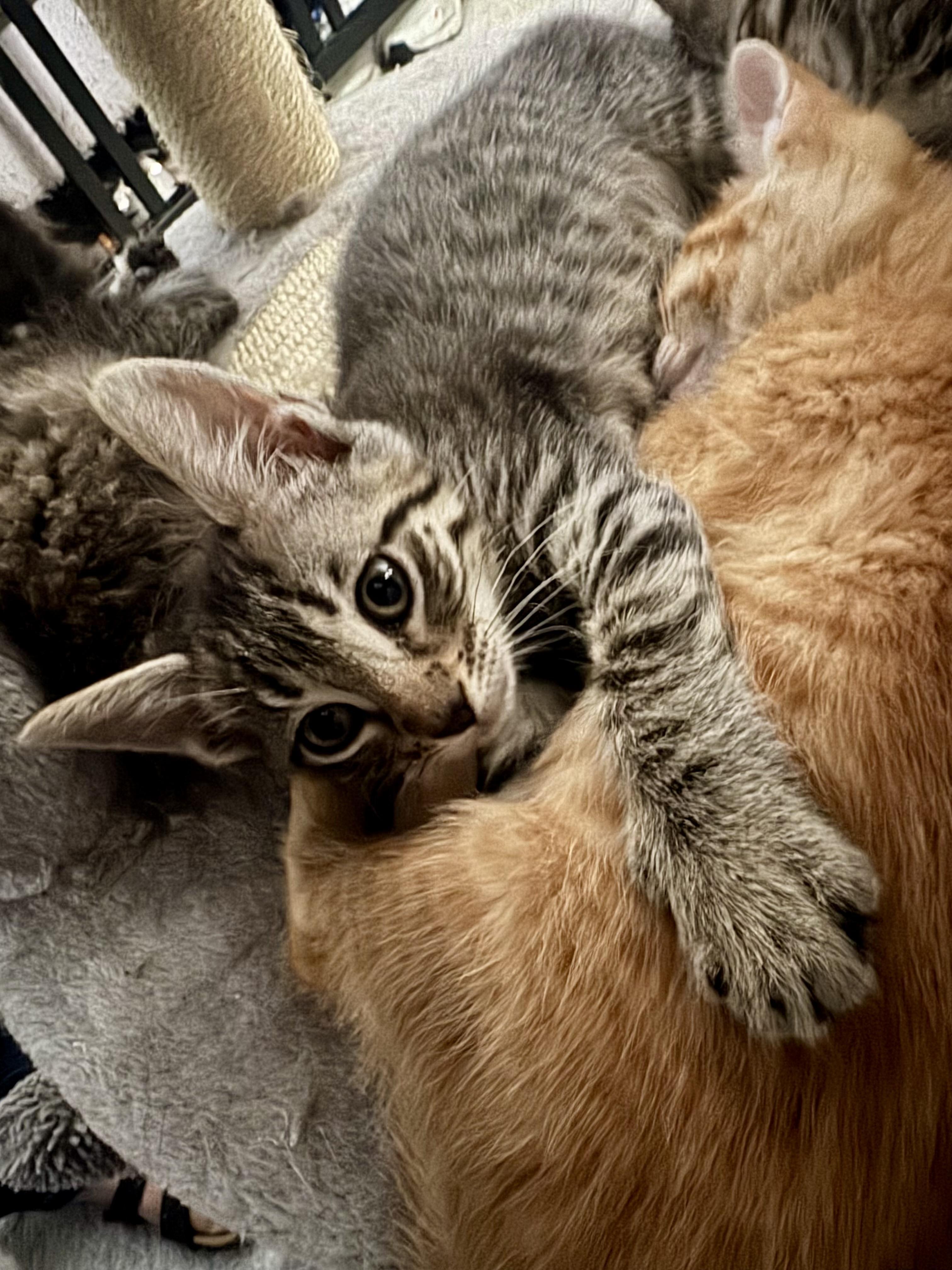 Christina, a Adoptable Domestic Medium Hair in East Amherst, NY image 3/5