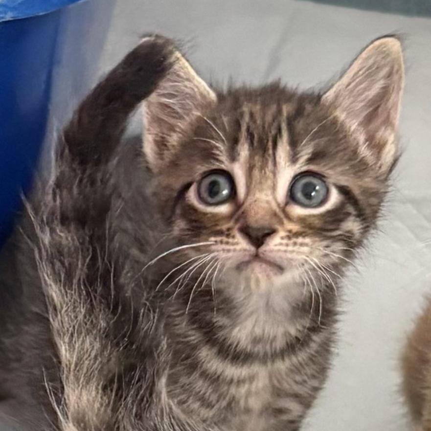 Christina, a Adoptable Domestic Medium Hair in East Amherst, NY image 2/5