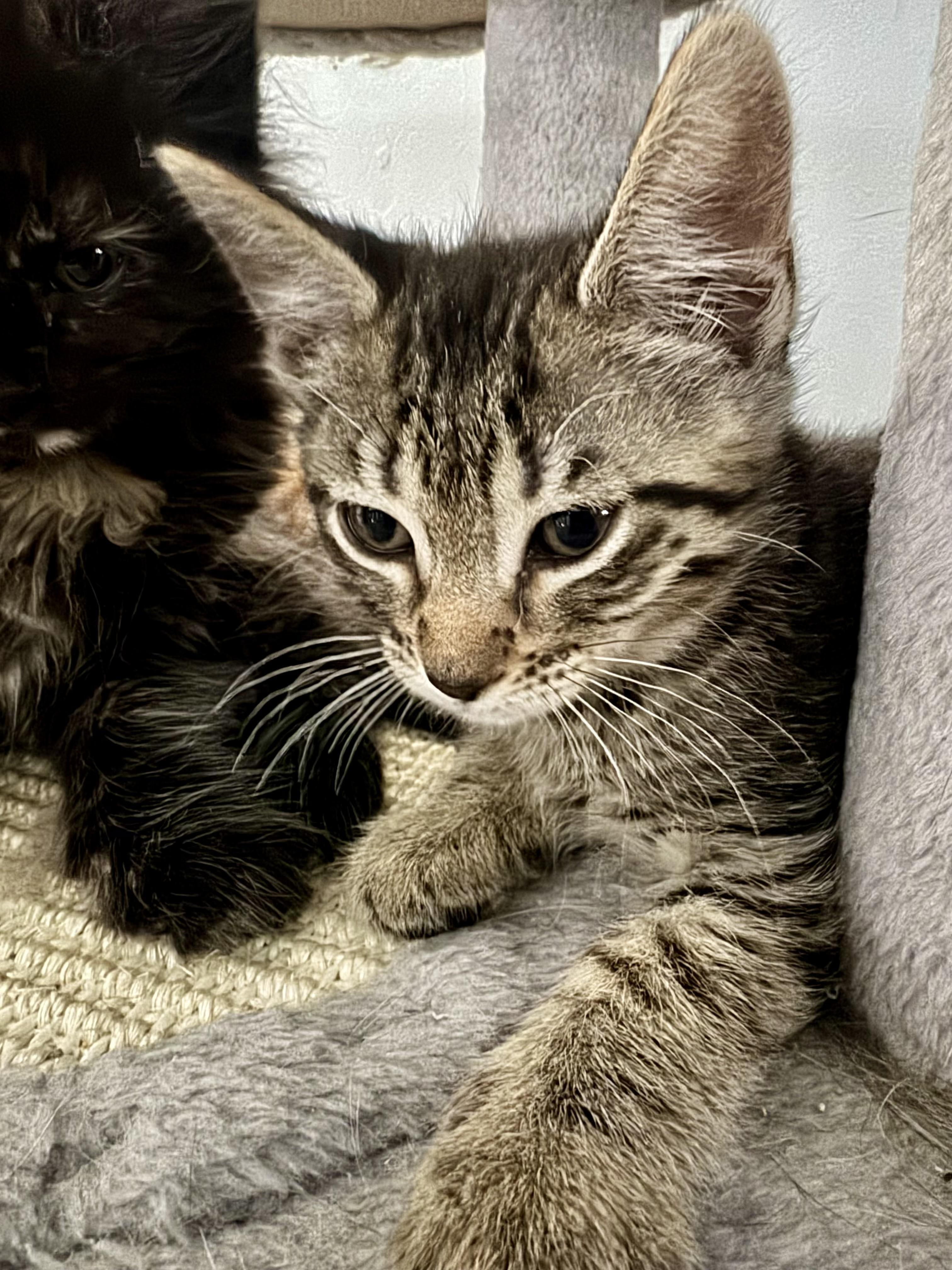 Christina, a Adoptable Domestic Medium Hair in East Amherst, NY image 4/5