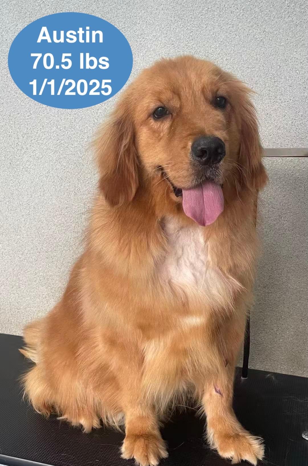 Austin, a ADOPTABLE Golden Retriever in West Hollywood, CA image 1/6