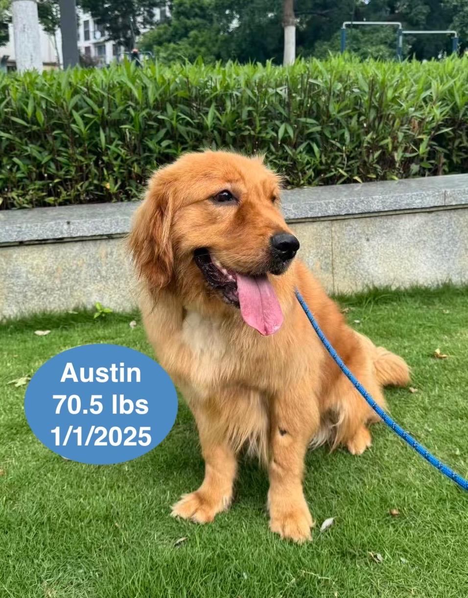 Austin, a ADOPTABLE Golden Retriever in West Hollywood, CA image 2/6