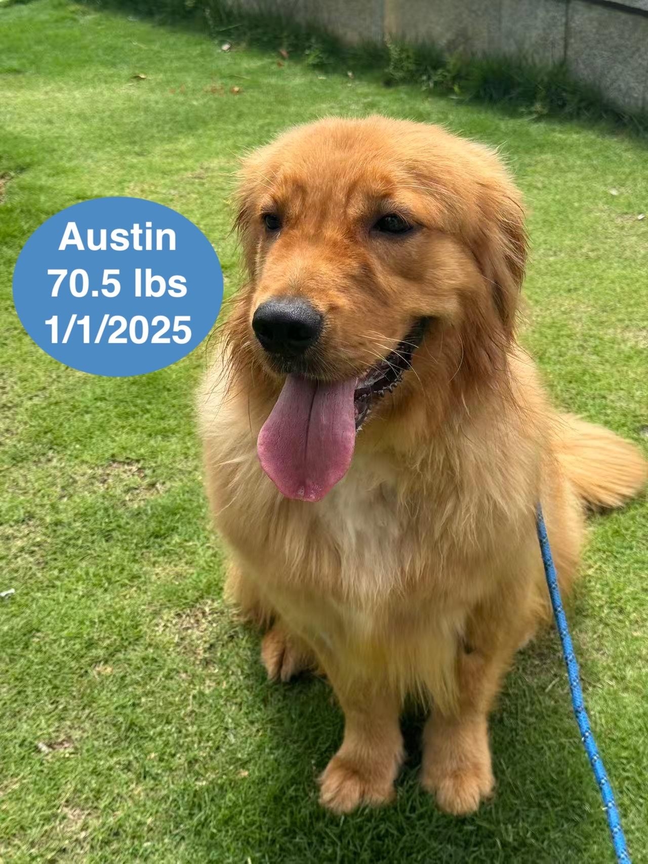 Austin, a ADOPTABLE Golden Retriever in West Hollywood, CA image 5/6