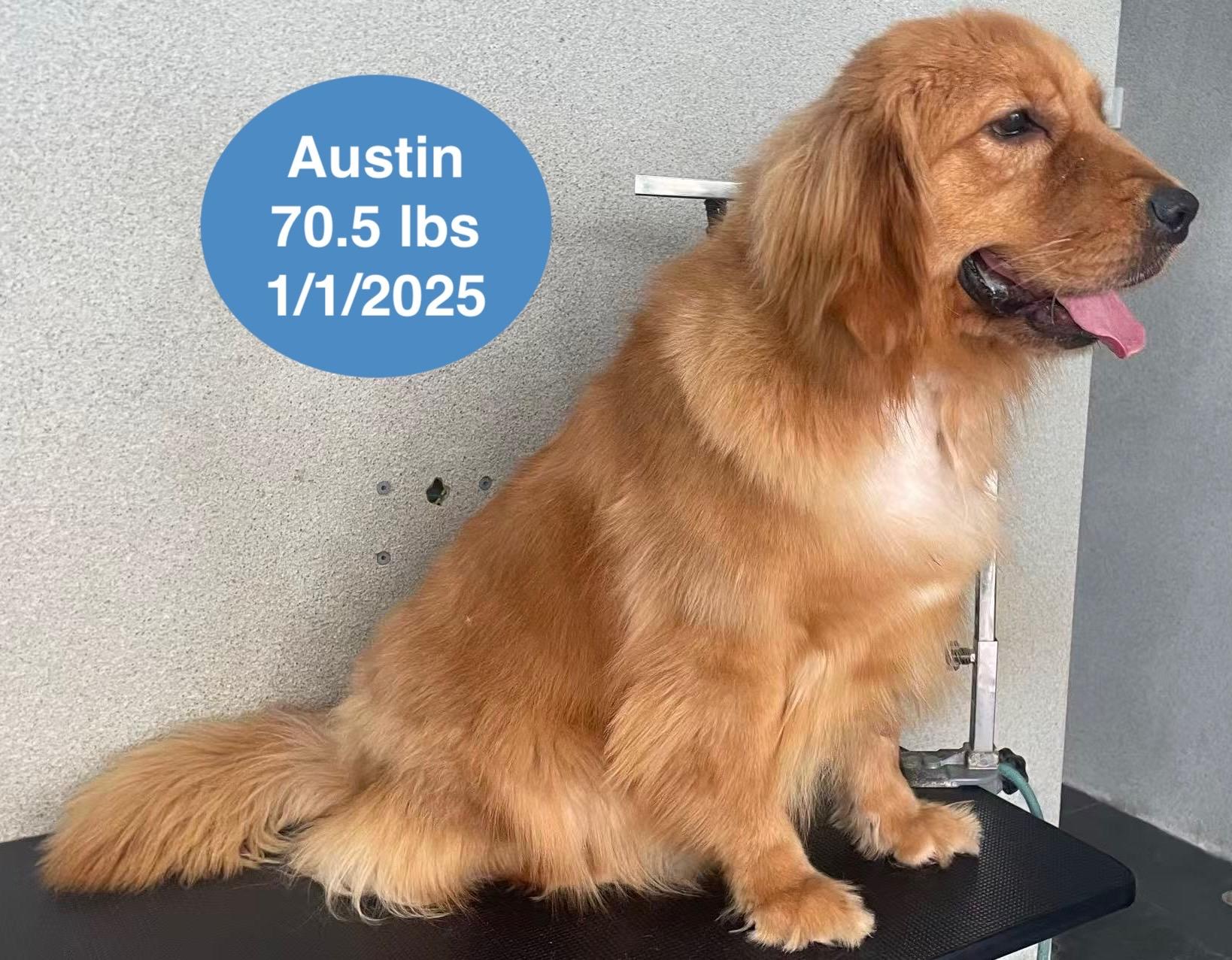 Austin, a ADOPTABLE Golden Retriever in West Hollywood, CA image 3/6
