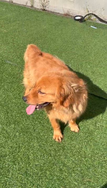Enlarge Austin, a ADOPTABLE Golden Retriever in West Hollywood, CA video 6/6