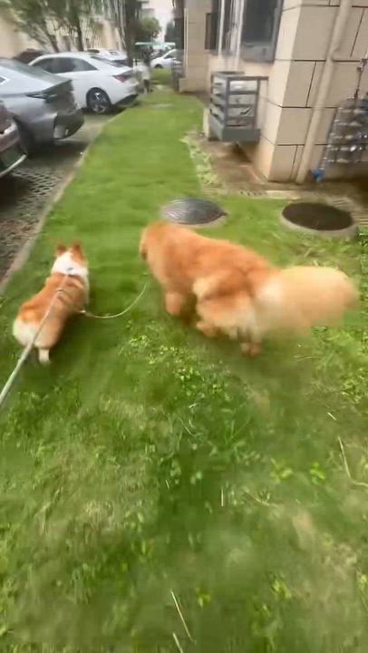 Enlarge Austin, a ADOPTABLE Golden Retriever in West Hollywood, CA video 4/6