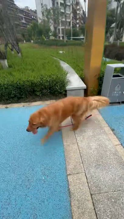 Enlarge Austin, a ADOPTABLE Golden Retriever in West Hollywood, CA video 6/6