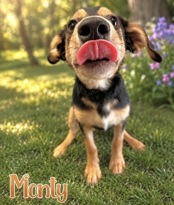 Monty, ADOPTABLE, Puppy Male Mixed Breed.