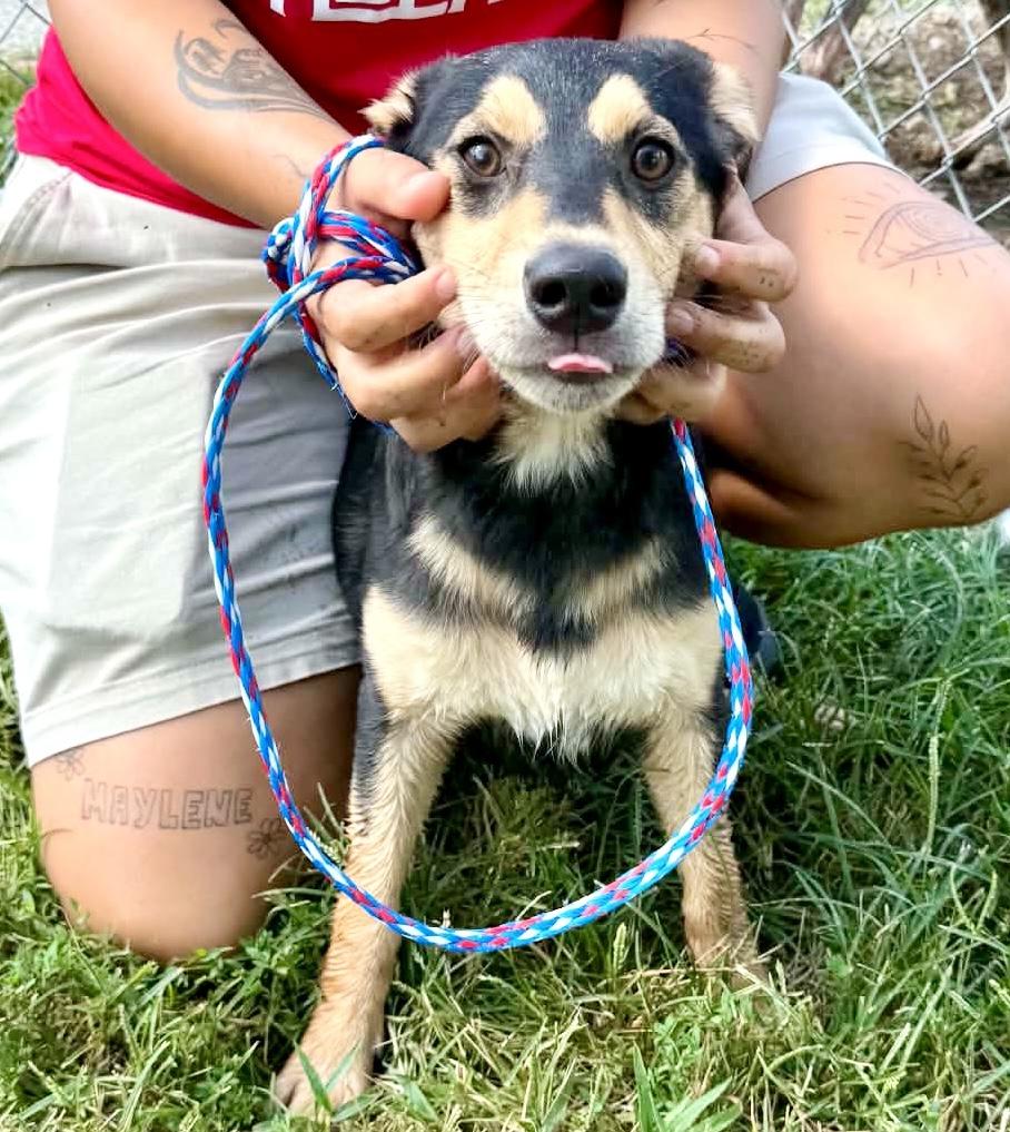 Monty, a ADOPTABLE Mixed Breed in Westfield, NY image 2/5