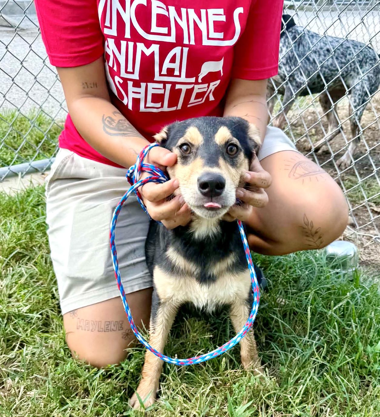 Monty, a ADOPTABLE Mixed Breed in Westfield, NY image 4/5